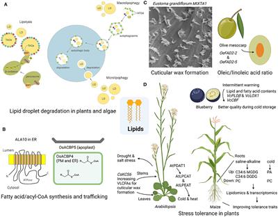 Editorial: Lipid Metabolism in Development and Environmental Stress Tolerance for Engineering Agronomic Traits